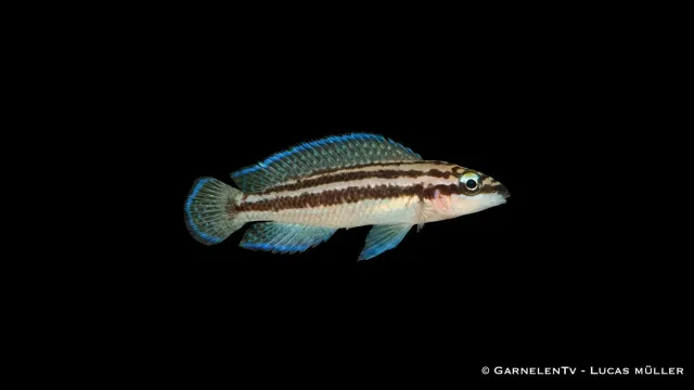 Garnelen TV Julidochromis dickfeldi ciklid Tanganyika raritet