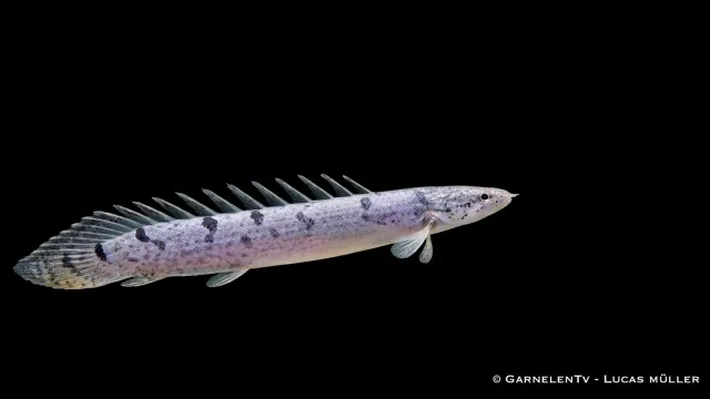 Garnelen TV Polypterus delhezi flösselhecht akvariefisk 30-40 cm