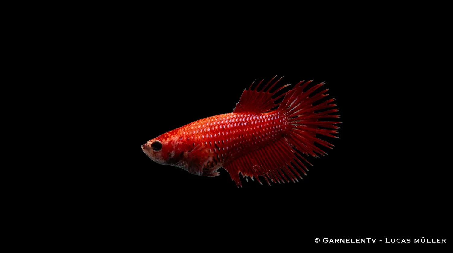 Garnelen TV Betta splendens kampsvans kampfisk hona