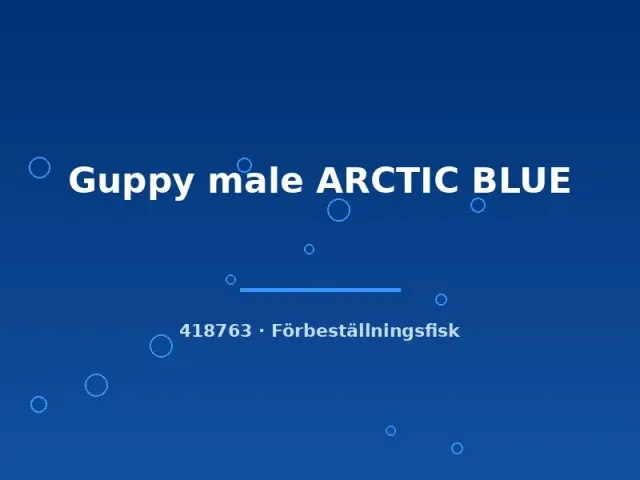 Guppy Arctic Blue hane large blå guppy