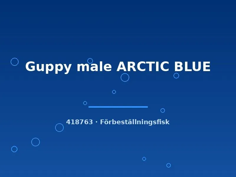 Guppy Arctic Blue hane large blå guppy