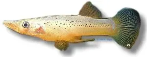 Näsets Ciklidhobby Belonesox belizanus akvariefisk 6–8 cm Pike Livebearer