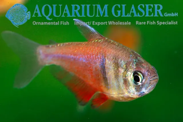 Hyphessobrycon Red Rio tetra md-lg röd
