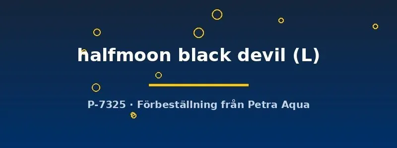 Näsets Ciklidhobby Betta spl. Halfmoon Black Devil kampfisk L hane