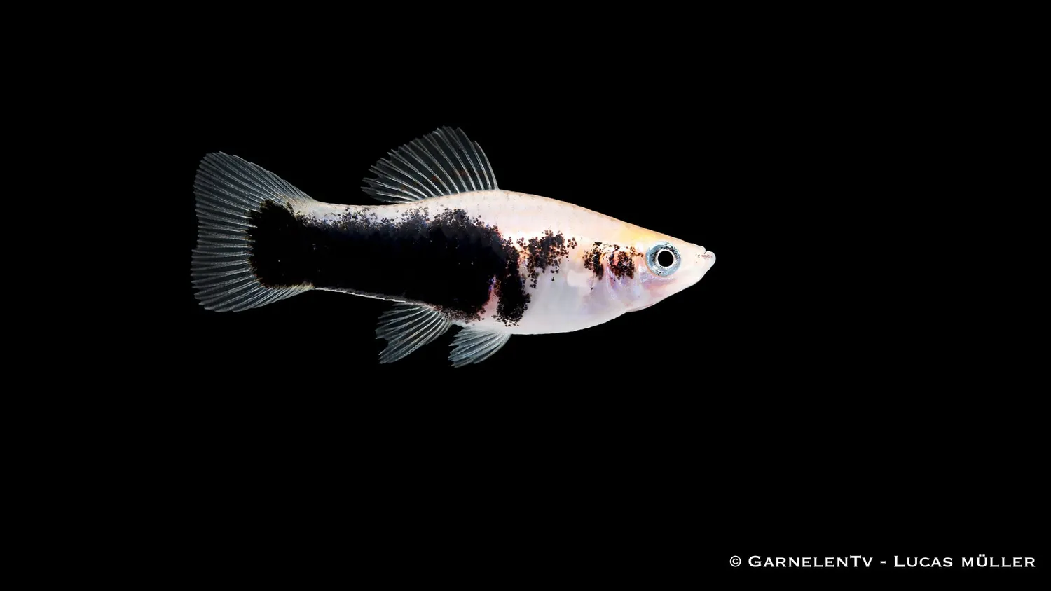 Xiphophorus helleri Gold Tuxedo svärdfisk levande guldsvart