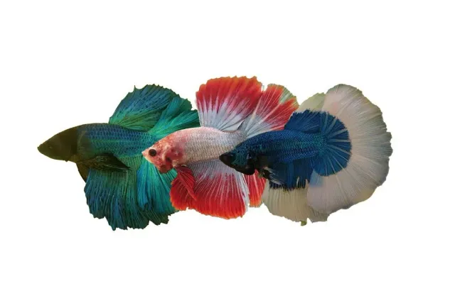 Näsets Ciklidhobby Betta spl Halfmoon mix kampfisk XL hane långfenad
