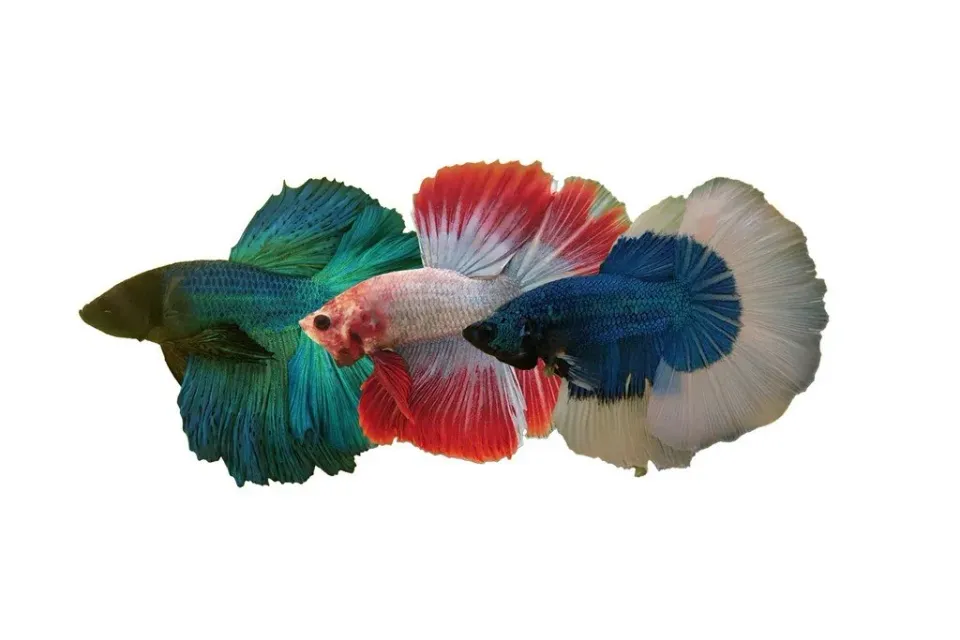Näsets Ciklidhobby Betta spl Halfmoon mix kampfisk XL hane långfenad