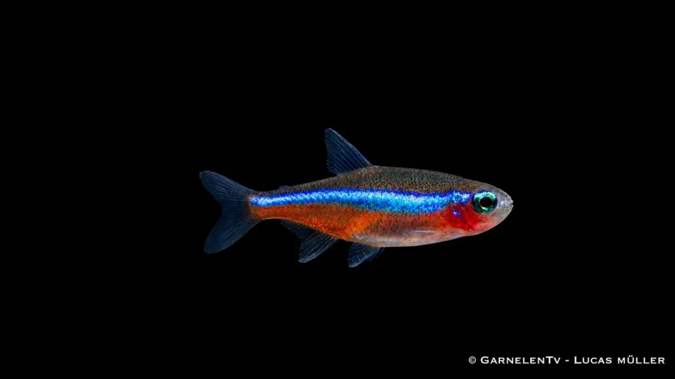 Garnelen TV Blå neon neontetra Paracheirodon stimfisk