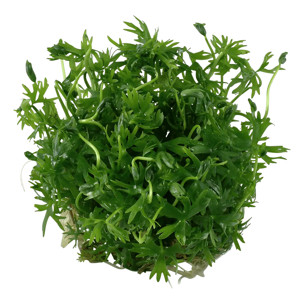 Akvarievalvet Ranunculus inundatus akvarieväxt förgrund
