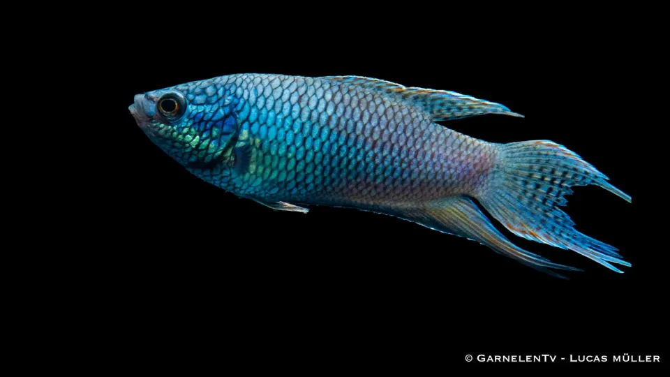 Garnelen TV Svart Royal Blue Macropodus spechti makropod 6–8 cm