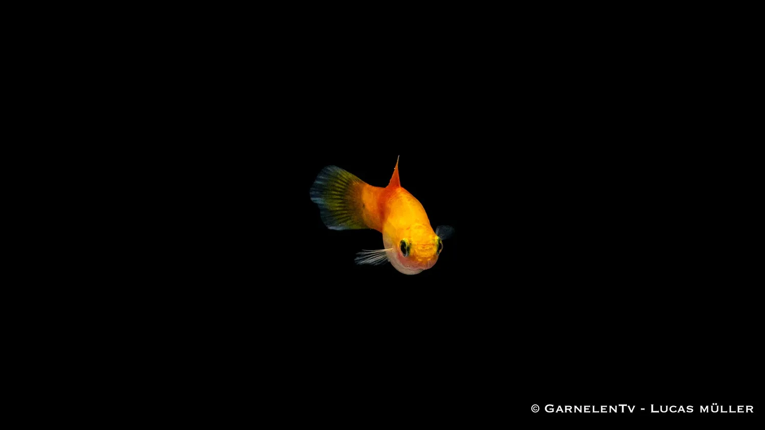 Garnelen TV Platy Ananas Xiphophorus maculatus sällskapsfisk gul
