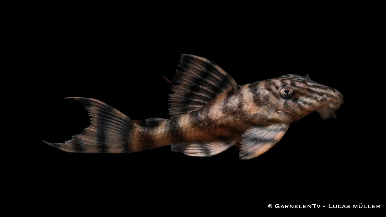 Garnelen TV L397 Tigermal 7 cm levande bottenfisk