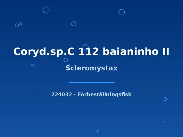 Näsets Ciklidhobby Scleromystax baianinho pansarmal stor