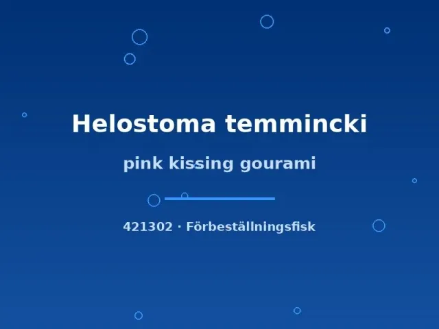 Näsets Ciklidhobby Pink kissing gourami gurami 4–5 cm rosa