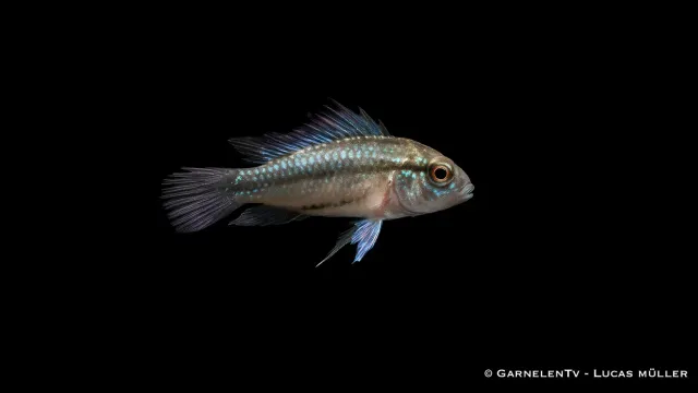 Garnelen TV Trifasciata Apistogramma trifasciata dvärgciklid