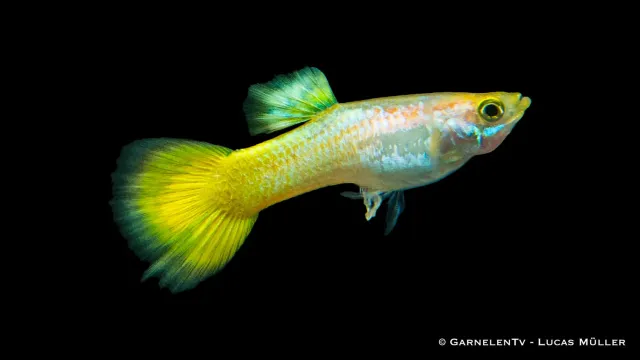 Garnelen TV Guppy Mix hanar akvariefisk Poecilia reticulata