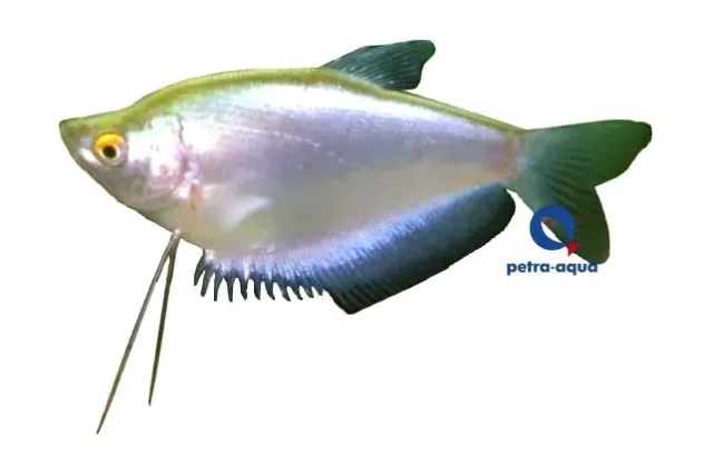 Näsets Ciklidhobby Moonlight Gourami akvariefisk 3,5–4,5 cm