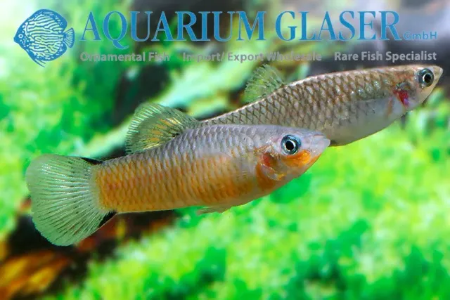 Näsets Ciklidhobby Poecilia vivipara akvariefisk md-lg bred