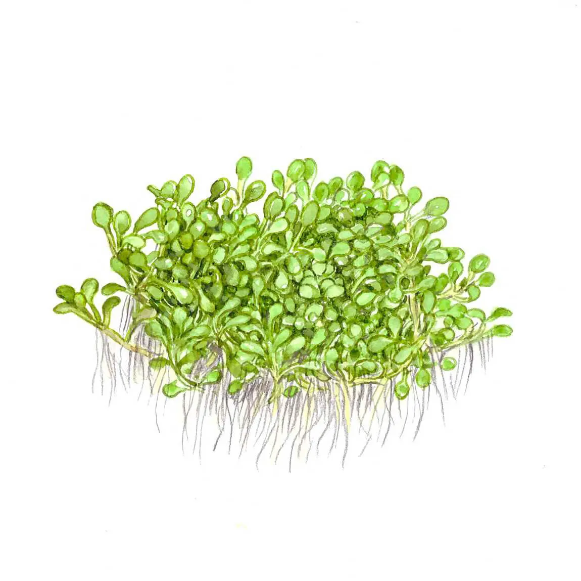 Akvarievalvet Elatine hydropiper akvarieväxt förgrund