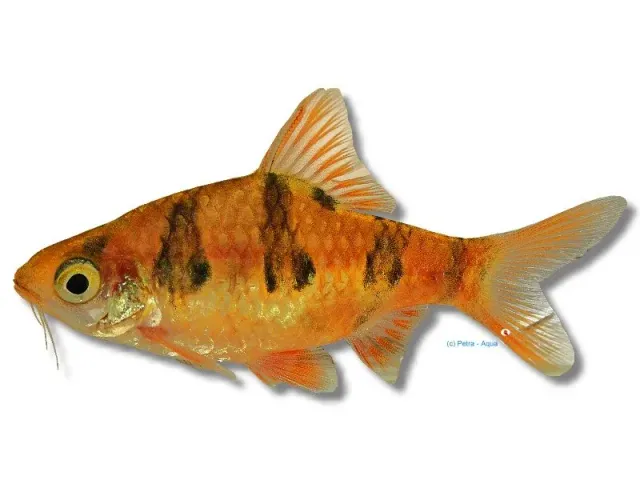 Petra-Aqua Puntius rhomboocellatus barb 3-3,5 cm
