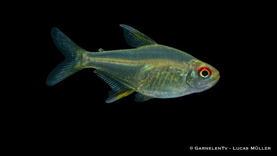 Garnelen TV Hyphessobrycon pulchripinnis citrontetra stimfisk
