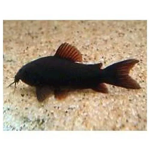 Näsets Corydoras Venezuela Black pansarmal svart
