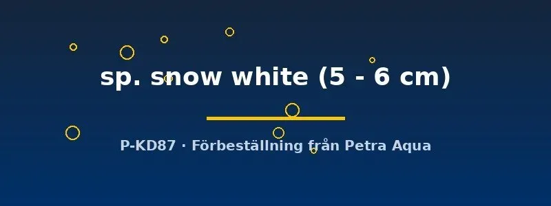 Näsets Ciklidhobby Ancistrus snow white mal 5–6 cm vit