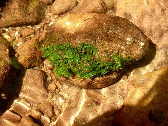Näsets Ciklidhobby Riccardia chamedryfolia In Vitro Cup mossa