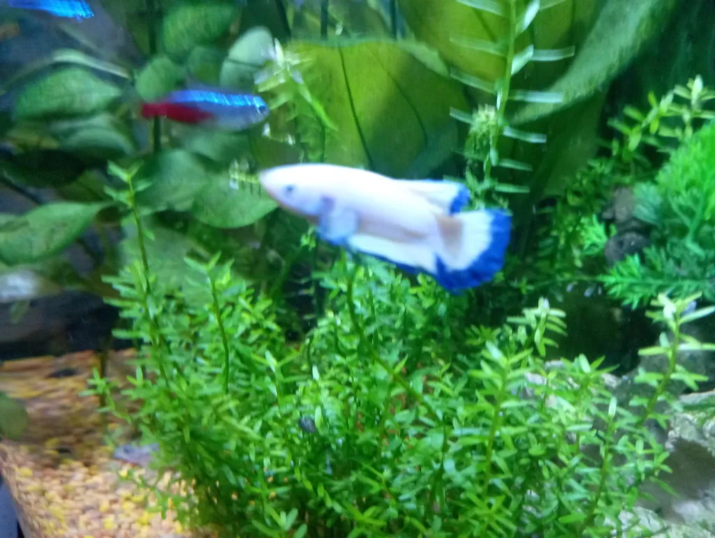 Garnelen TV Superdelta Koi XL kampfisk hane koi