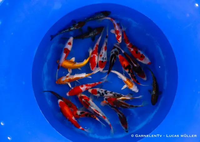 Garnelen TV Japan koi Oofuchi 33-38 cm dammfisk