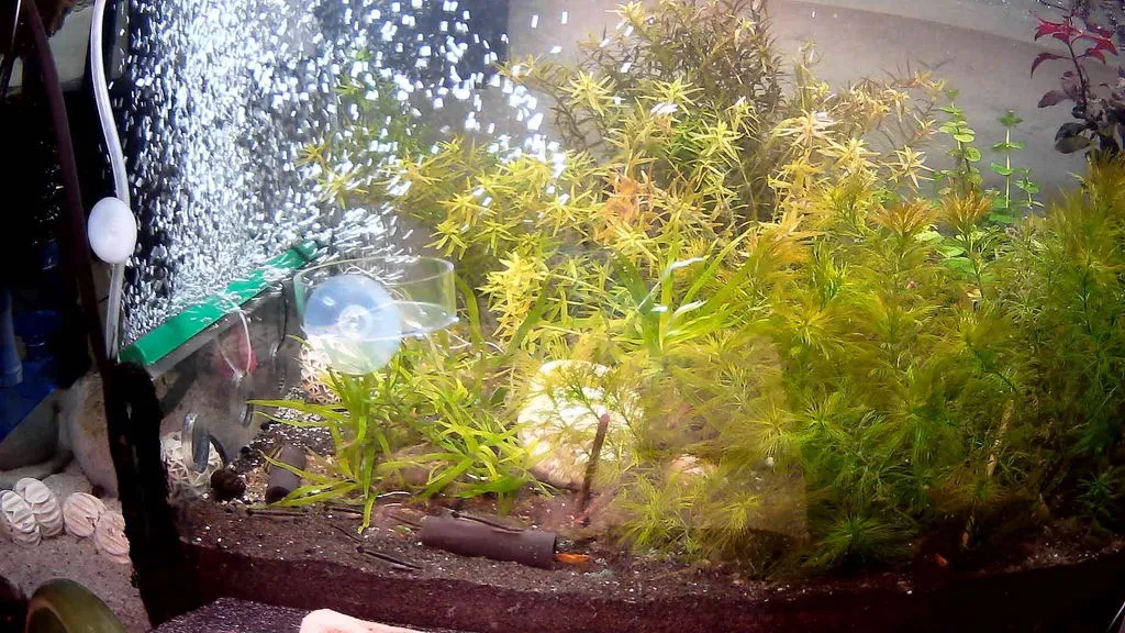 Garnelen TV Otocinclus affinis algätande mal 4–5 cm