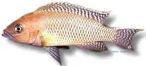 Näsets Ciklidhobby Lamprologus falcicula ciklid XL tanganyika