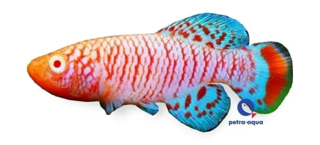 Nothobranchius rachovii albino akvariefisk 2,5–3,5 cm annuell