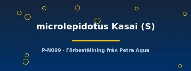 Näsets Ciklidhobby Cyprichromis microlepidotus Kasai S