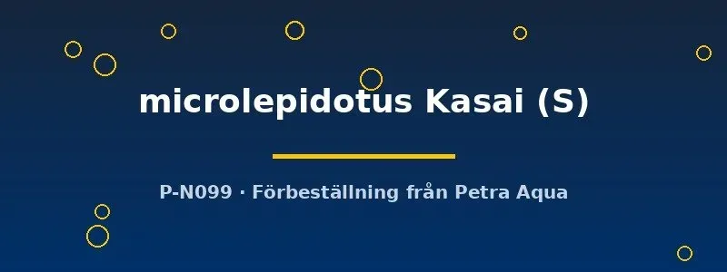 Näsets Ciklidhobby Cyprichromis microlepidotus Kasai S