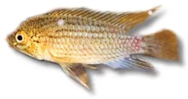 Näsets Ciklidhobby Williams mbuna Redtop Ice Blue ciklid 4–5 cm Malawi
