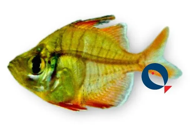 Parambassis lala glasfisk 3–4 cm
