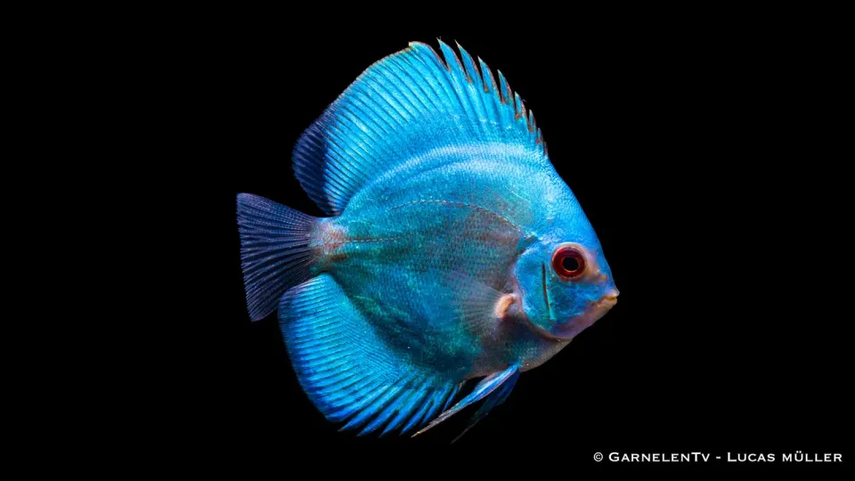 Garnelen TV Blue Royal diskus Symphysodon 14cm