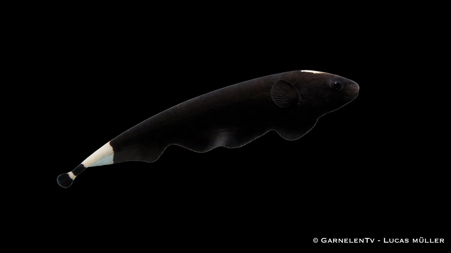 Garnelen TV Apteronotus albifrons vitpannad knivfisk 30 cm