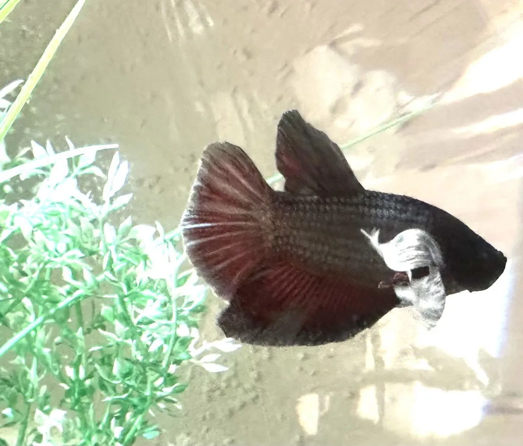 Garnelen TV Betta splendens kampfisk hane dumbo ear plakat