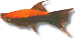 Näsets Swordtail Tuxedo Lyra svärdfisk 4–5 cm lyretail