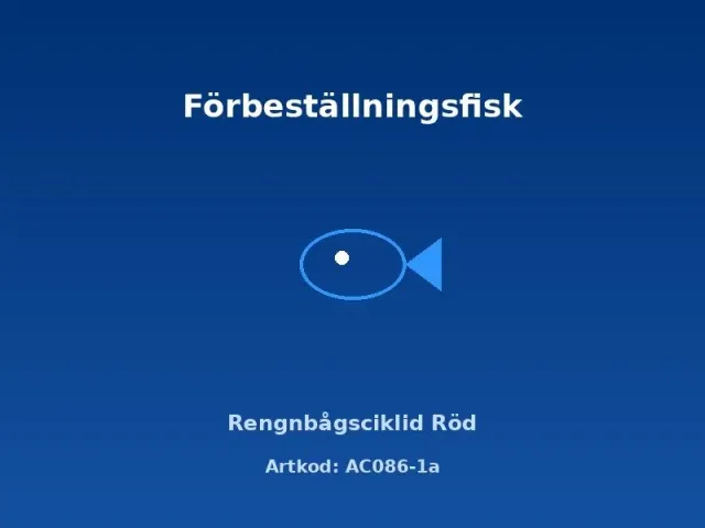 Näsets Ciklidhobby Agassizii Röd dvärgciklid 3–3,5 cm trio