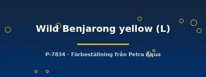 Näsets Ciklidhobby Betta Wild Benjarong kampfisk hona L gul