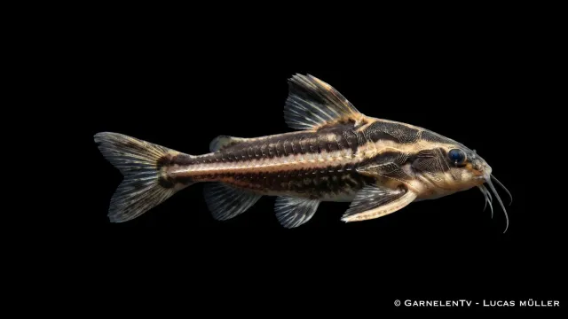 Garnelen TV Platydoras costatus tornmal XL svartvit