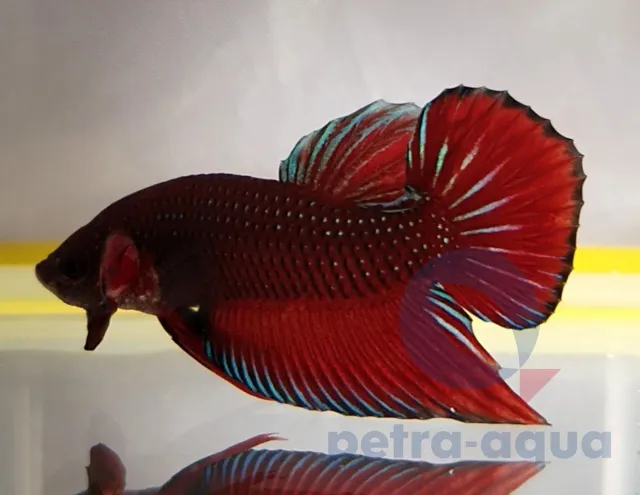 Näsets Ciklidhobby Betta Benjarong red kampfisk hane L