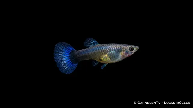 Garnelen TV Neon Blå guppyhona 5–6 cm