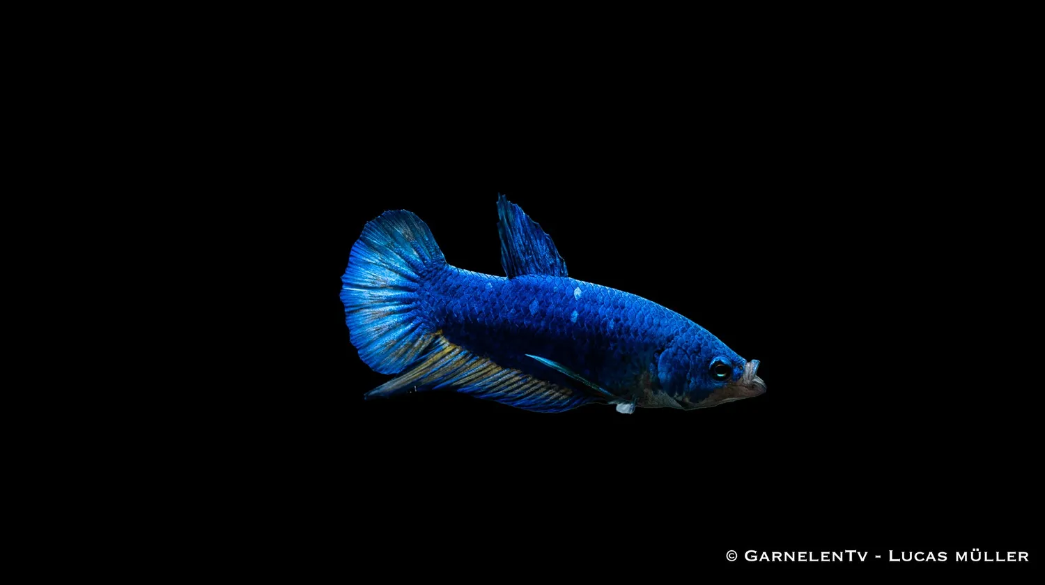 Garnelen TV Betta splendens Plakat kampfisk hane kortfenad