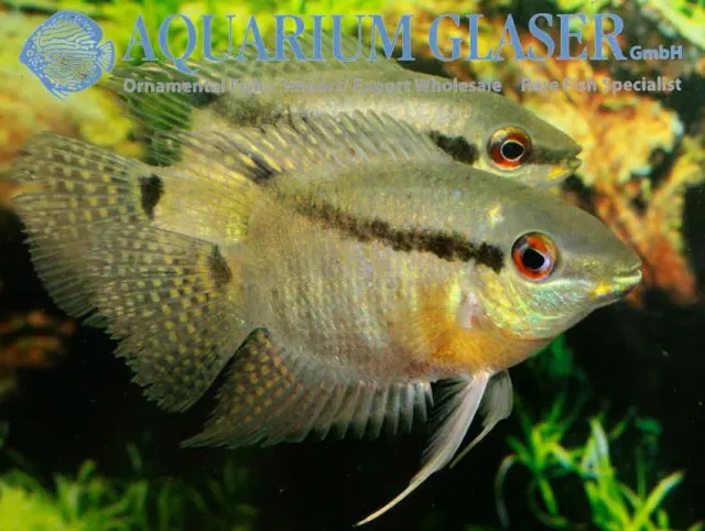 Näsets Ciklidhobby Mesonauta mirificus ciklid 5-7 cm vildfångad