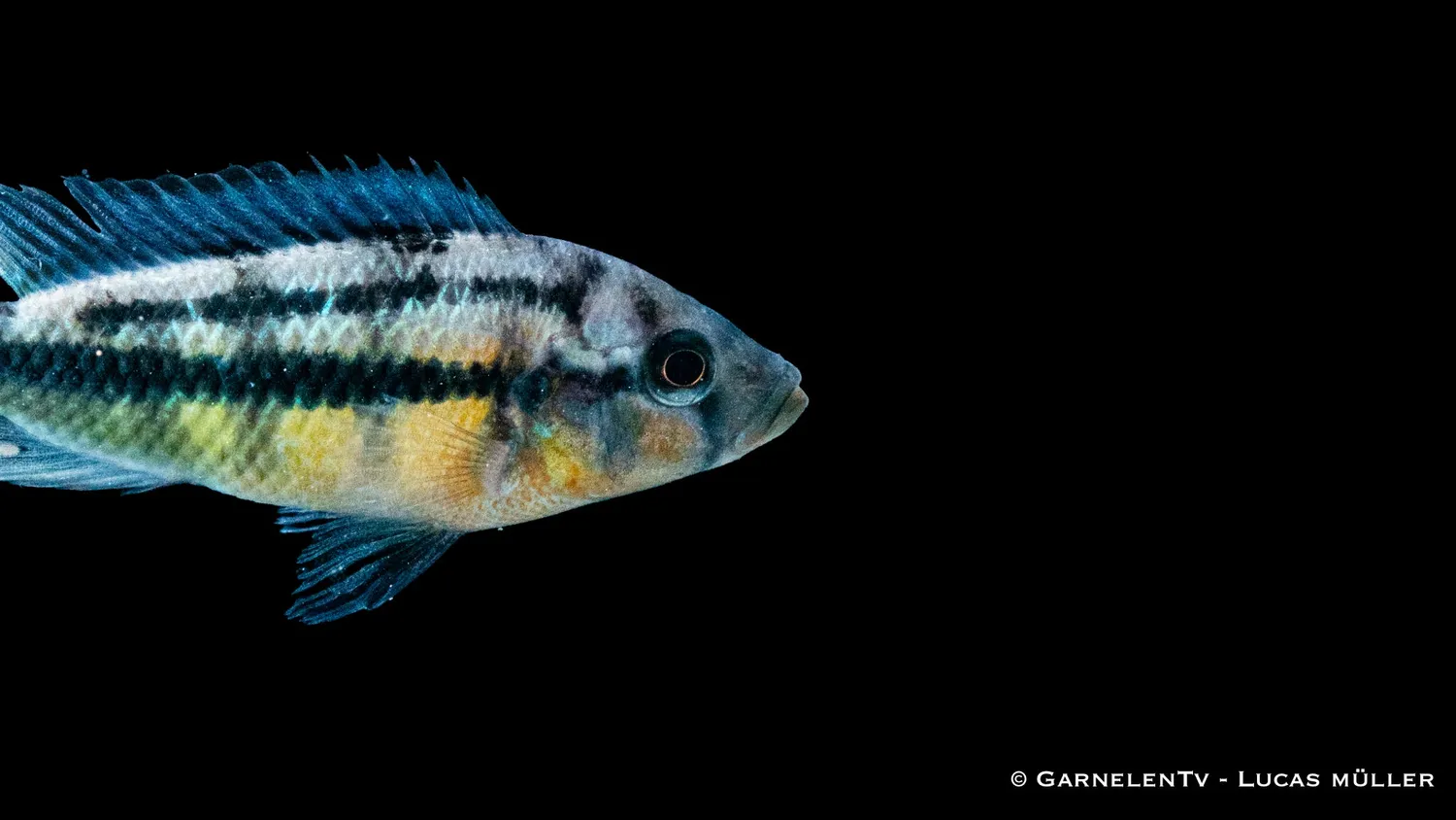 Garnelen TV Haplochromis rock kribensis ciklid gul