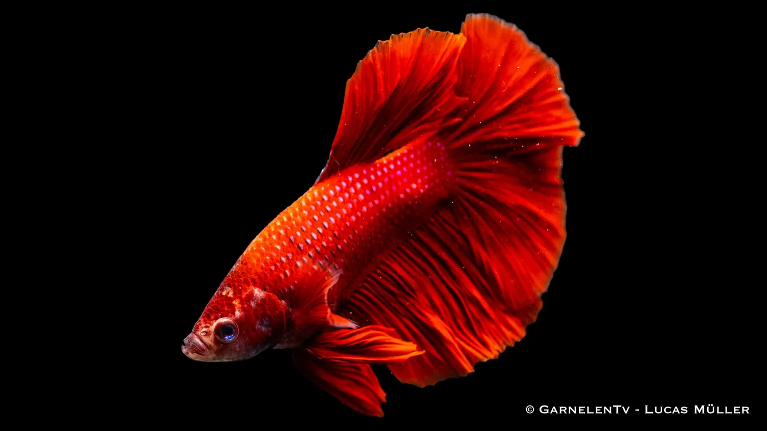 Garnelen TV Halfmoon kampfisk hane Betta splendens